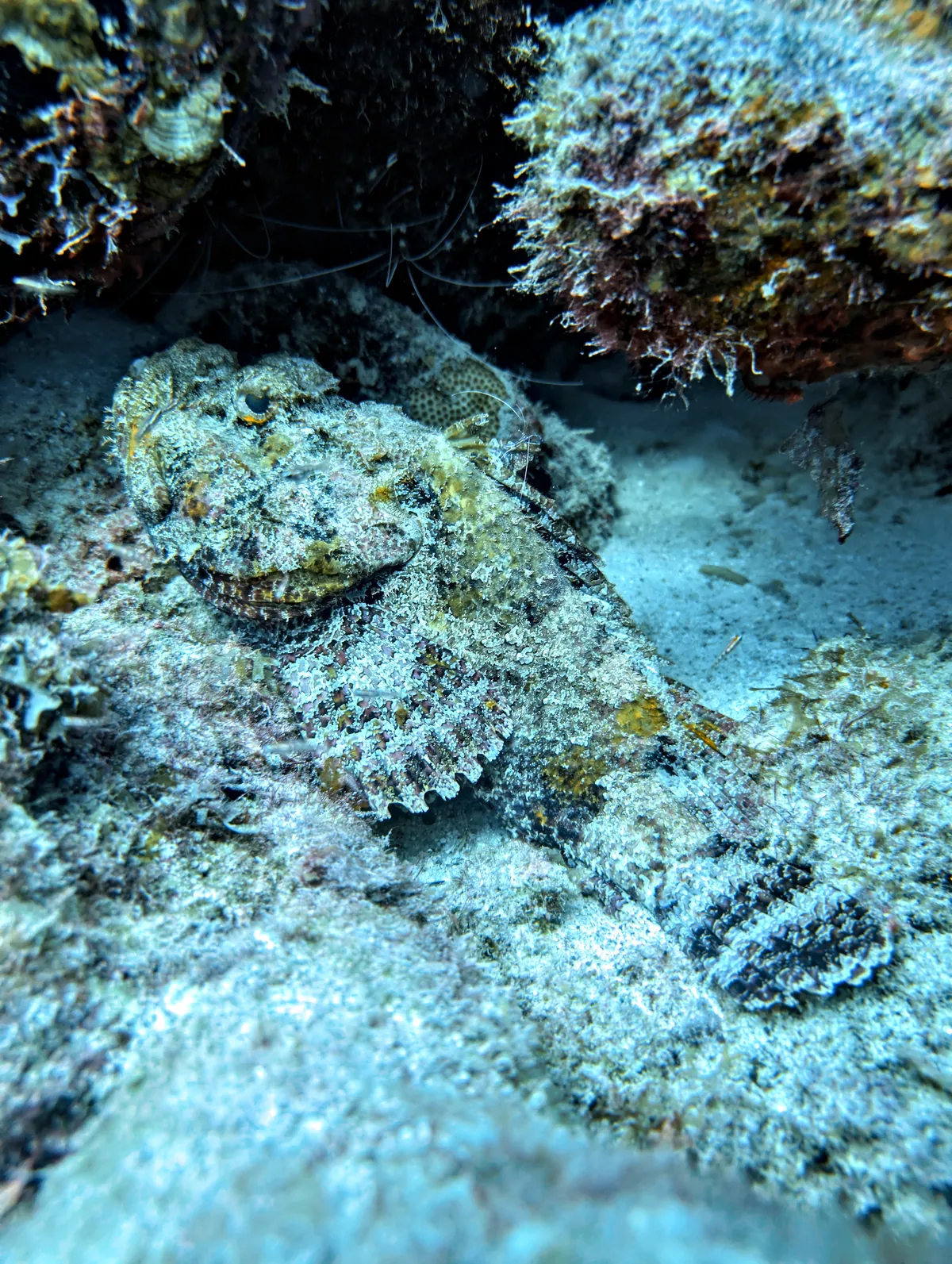 Spotted Scorpionfish