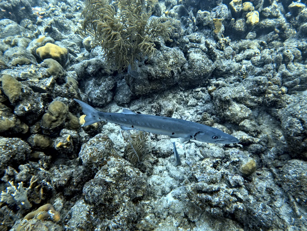 Great Barracuda