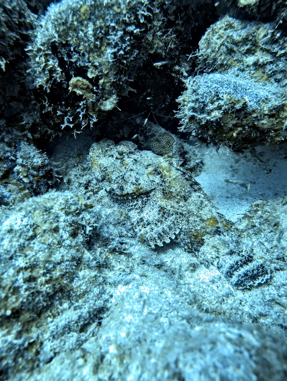 Spotted Scorpionfish