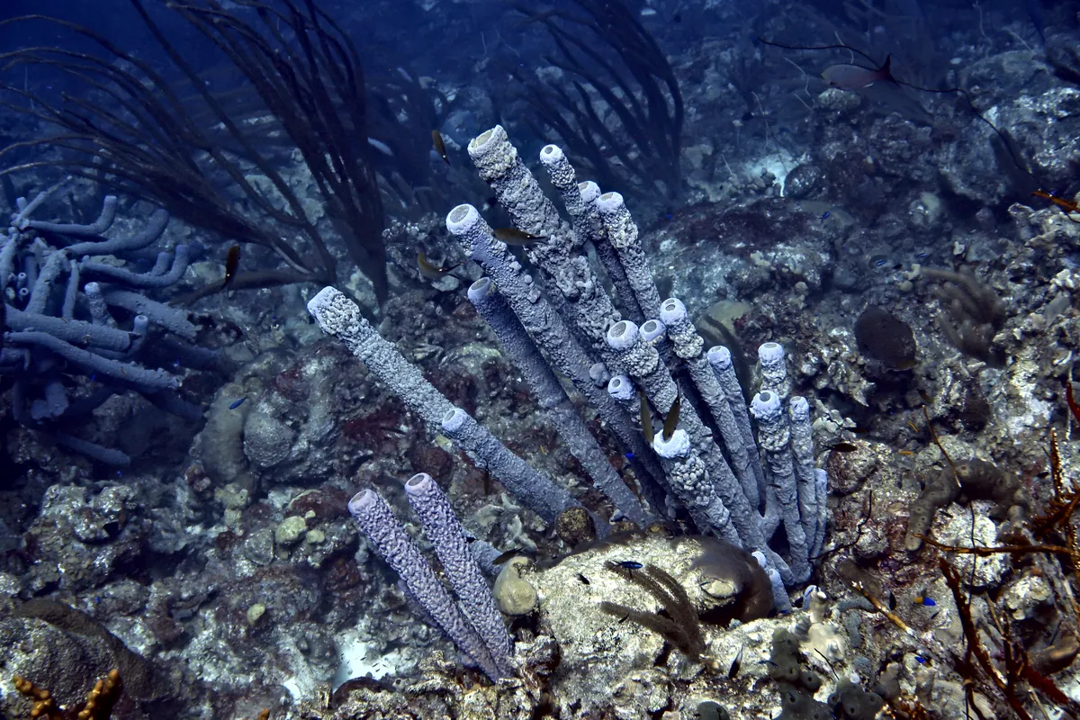 Stove-pipe Sponge