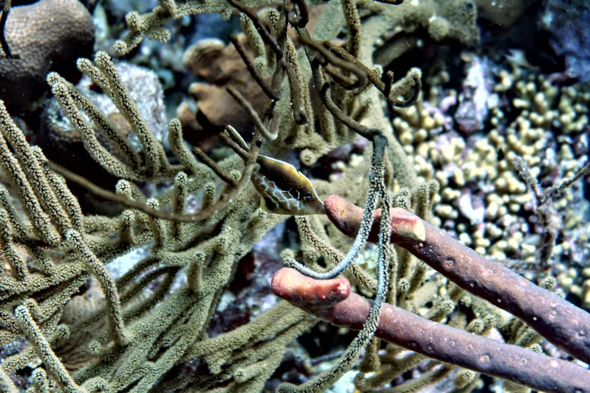 Slender Filefish
