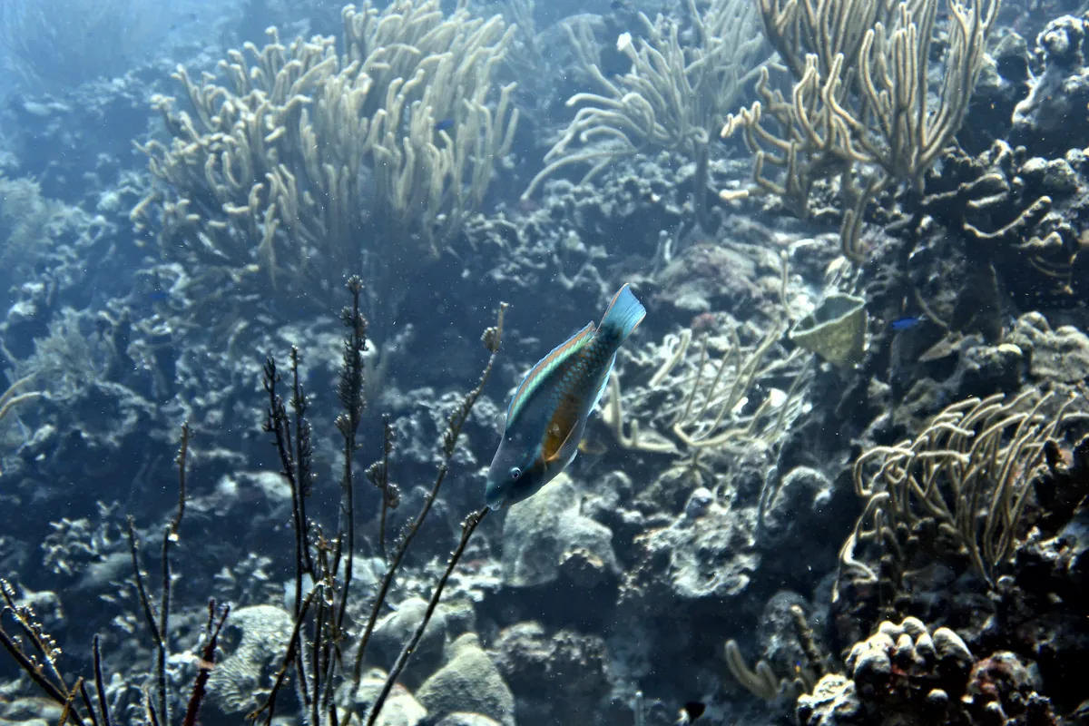 Princess Parrotfish