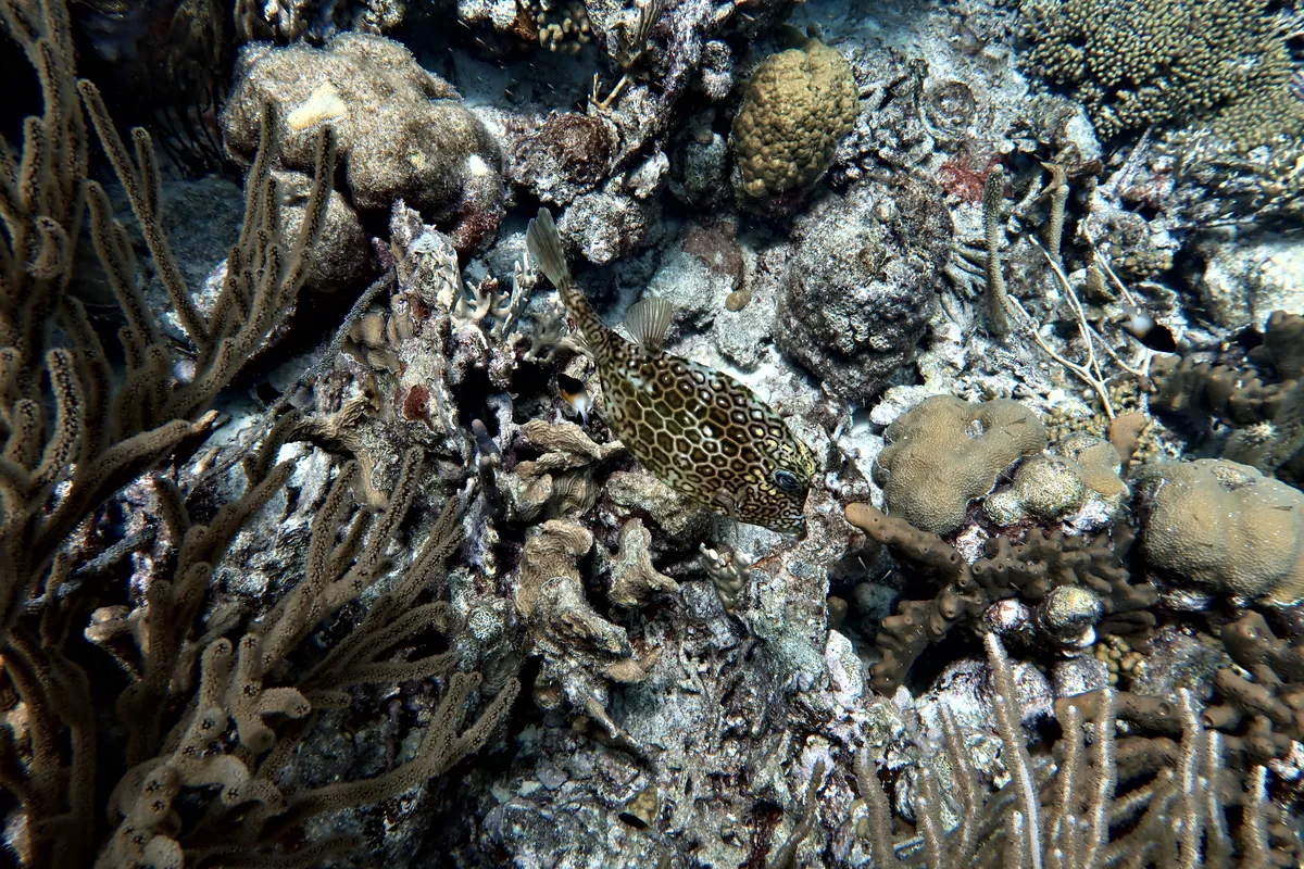 Honeycomb Cowfish