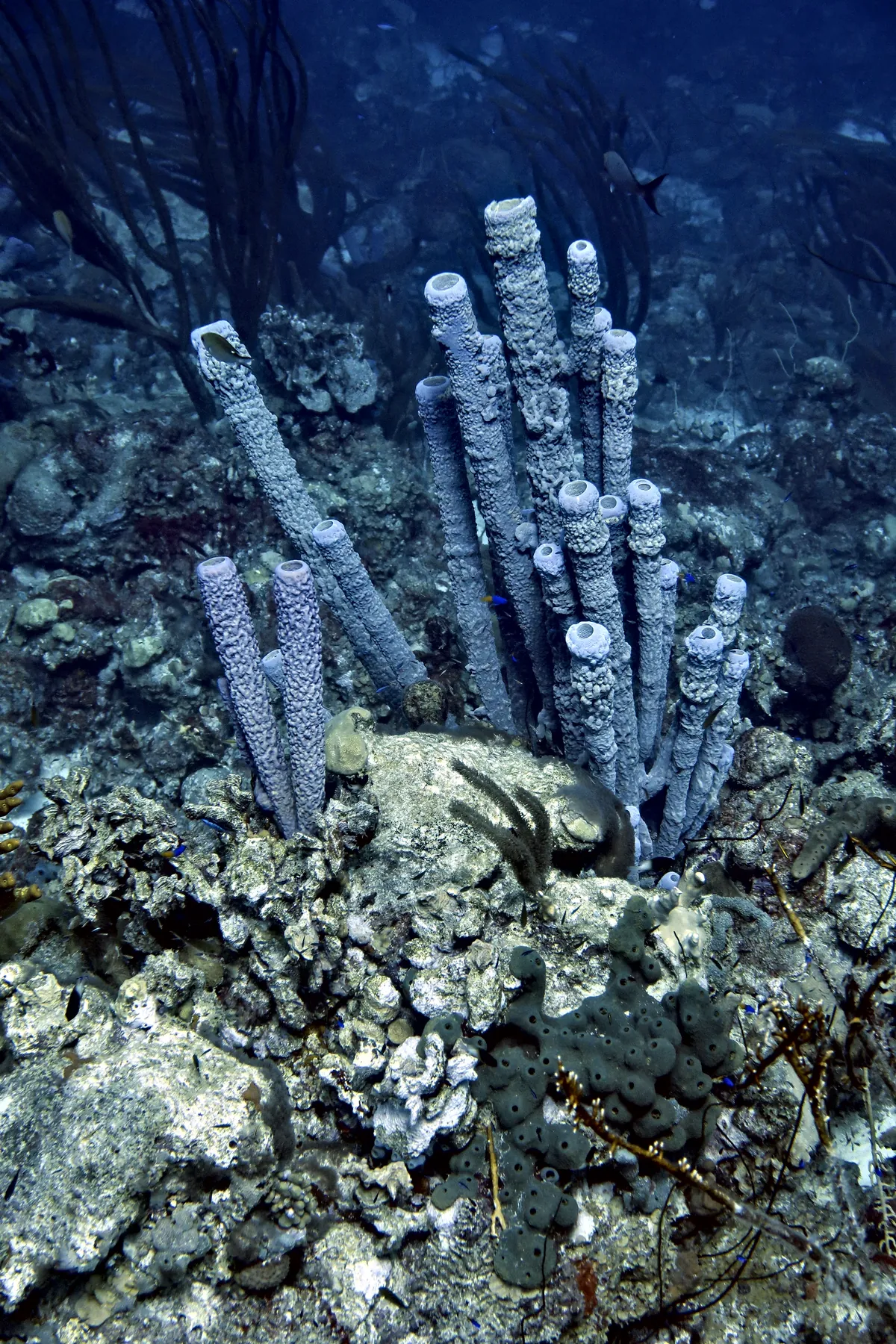 Stove-pipe Sponge