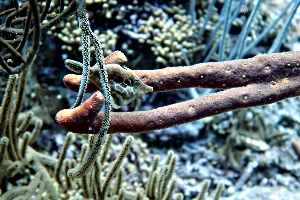 Slender Filefish