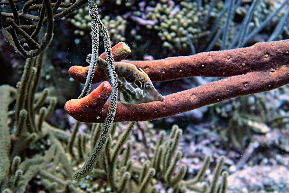 Slender Filefish