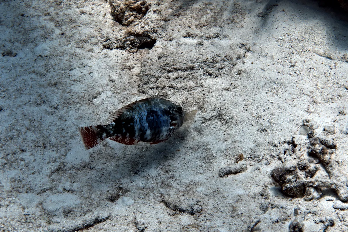 Redband Parrotfish