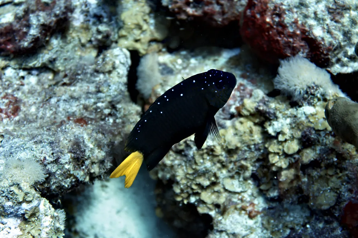 Yellowtail Damselfish