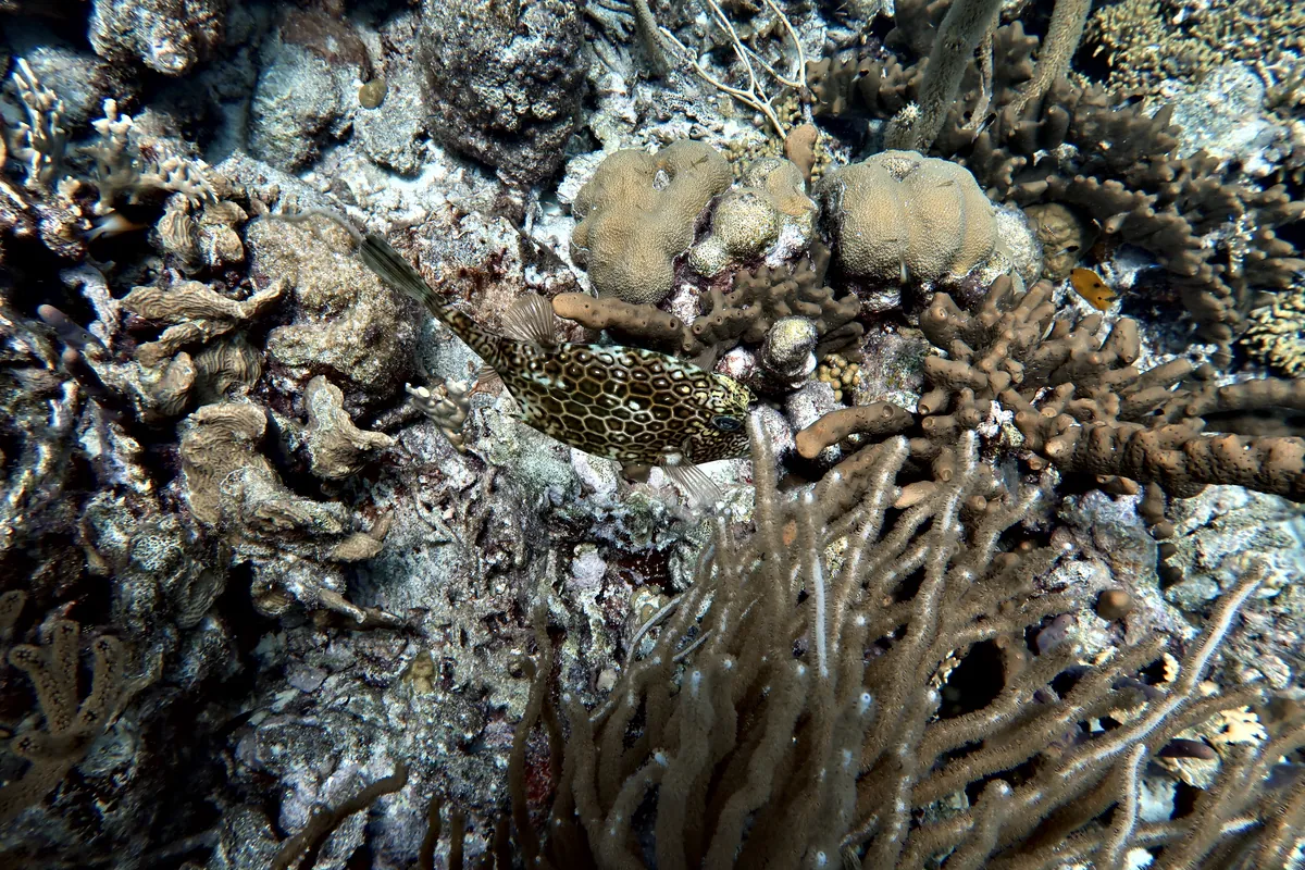 Honeycomb Cowfish