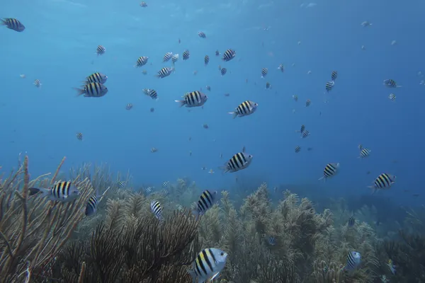 Original