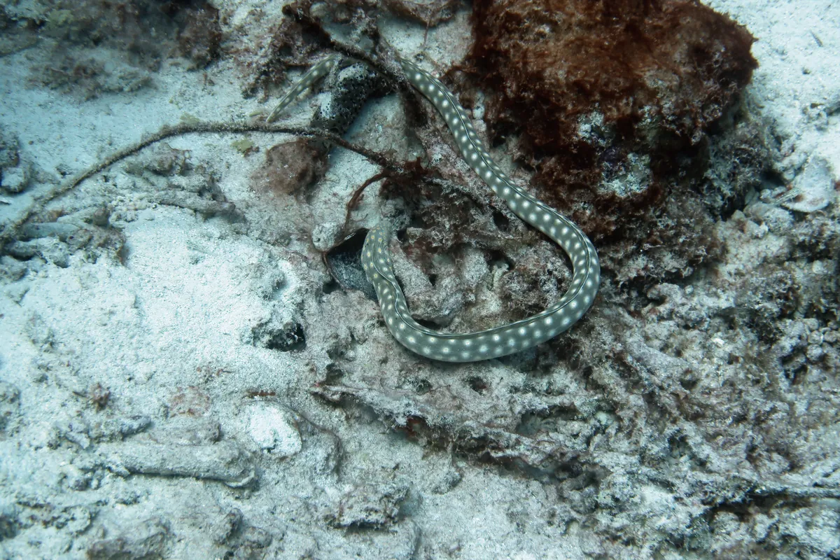 Sharptail Eel