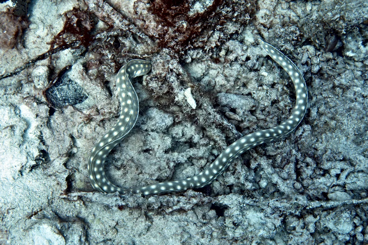 Sharptail Eel