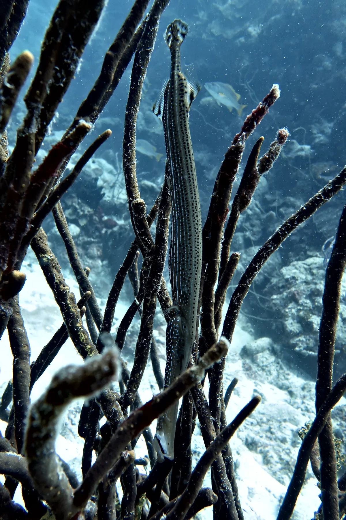 Trumpetfish