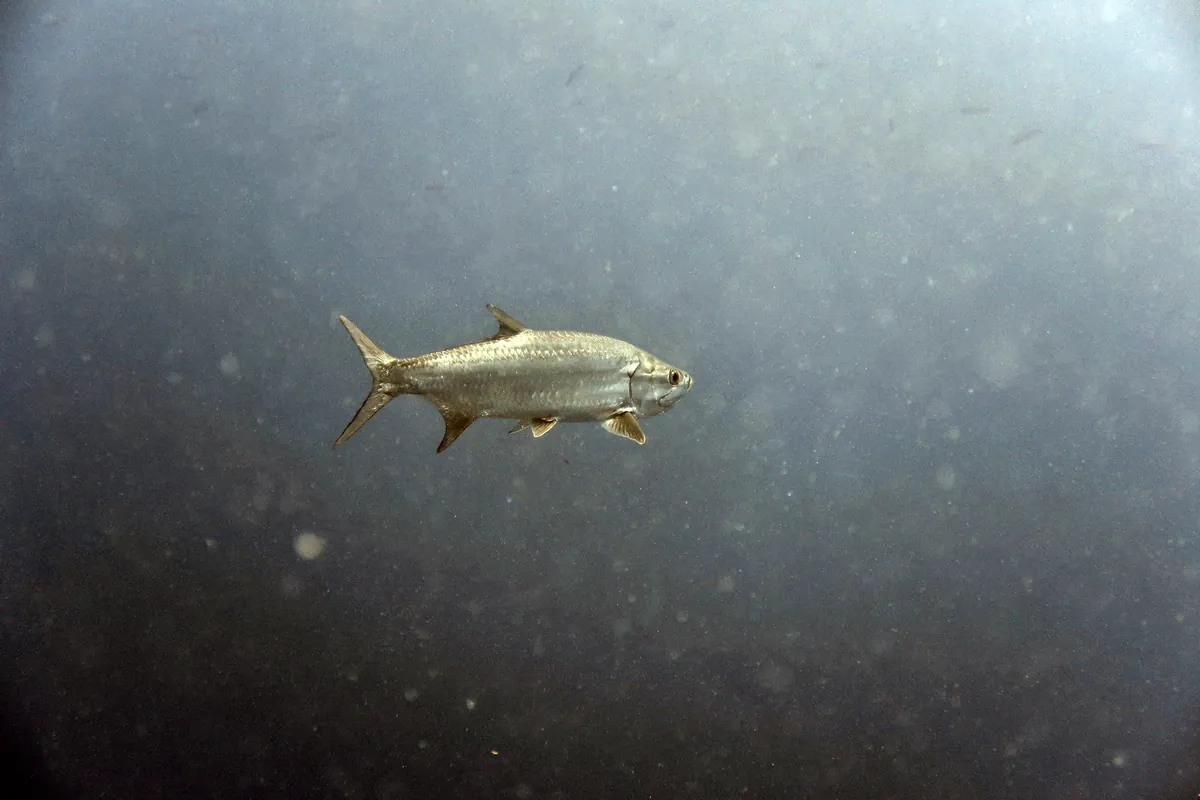 Tarpon
