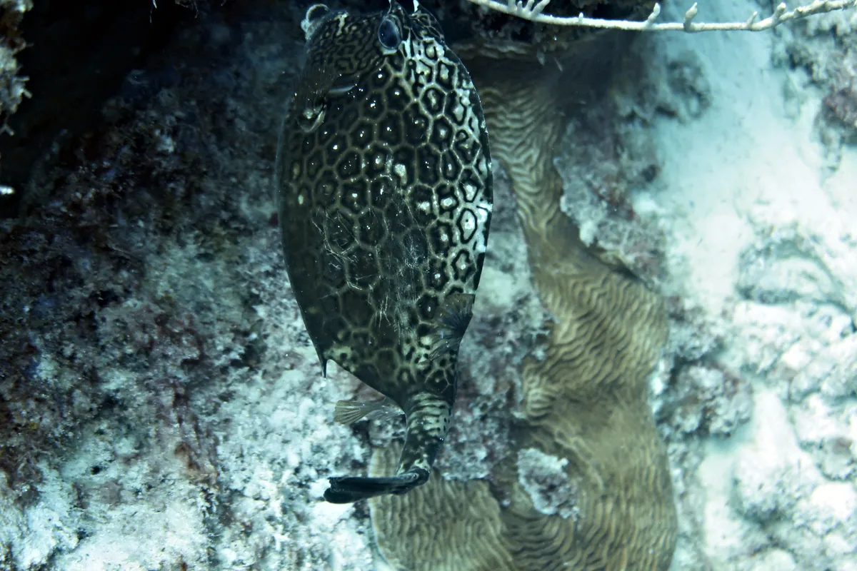 Honeycomb Cowfish