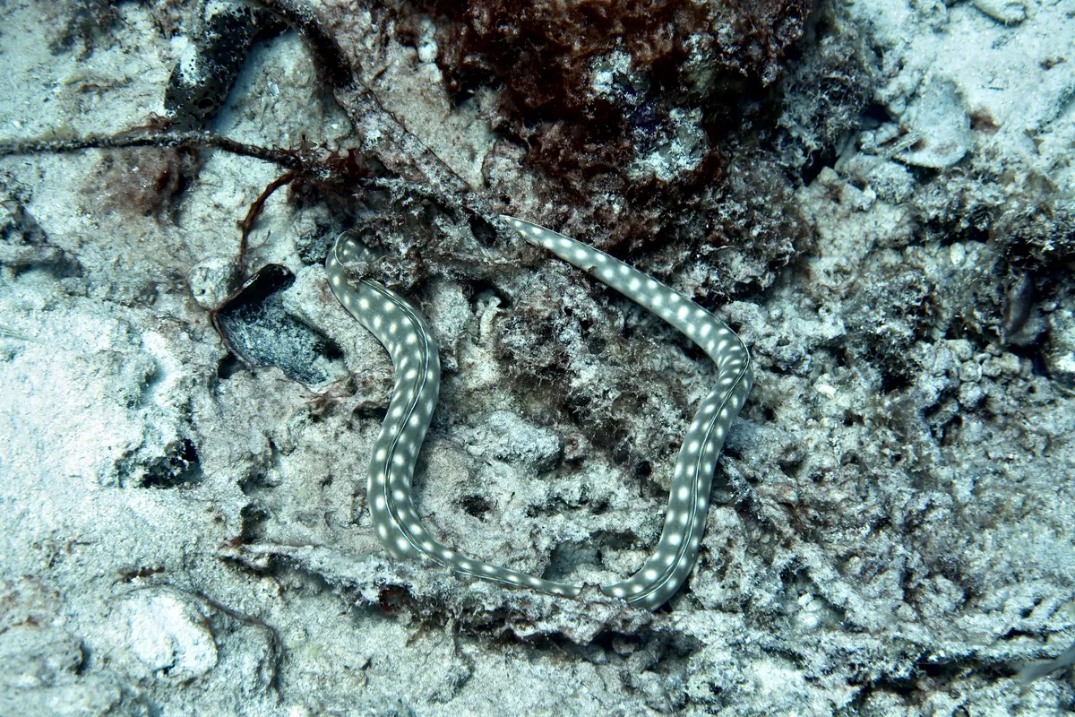 Sharptail Eel