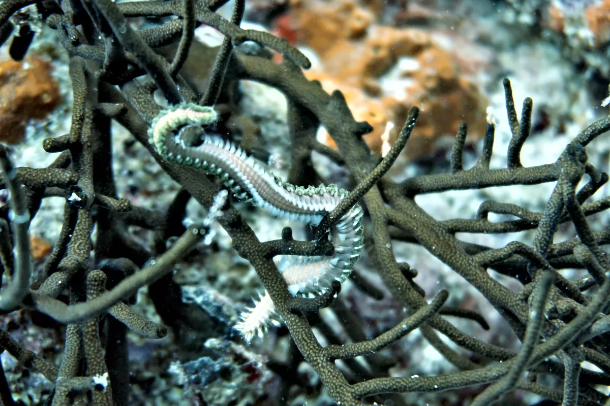 Bearded Fireworm