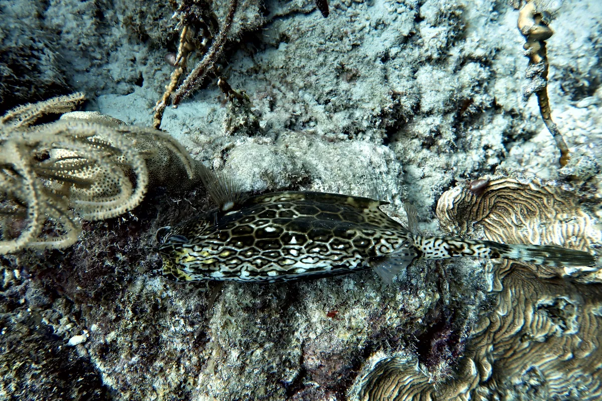 Honeycomb Cowfish