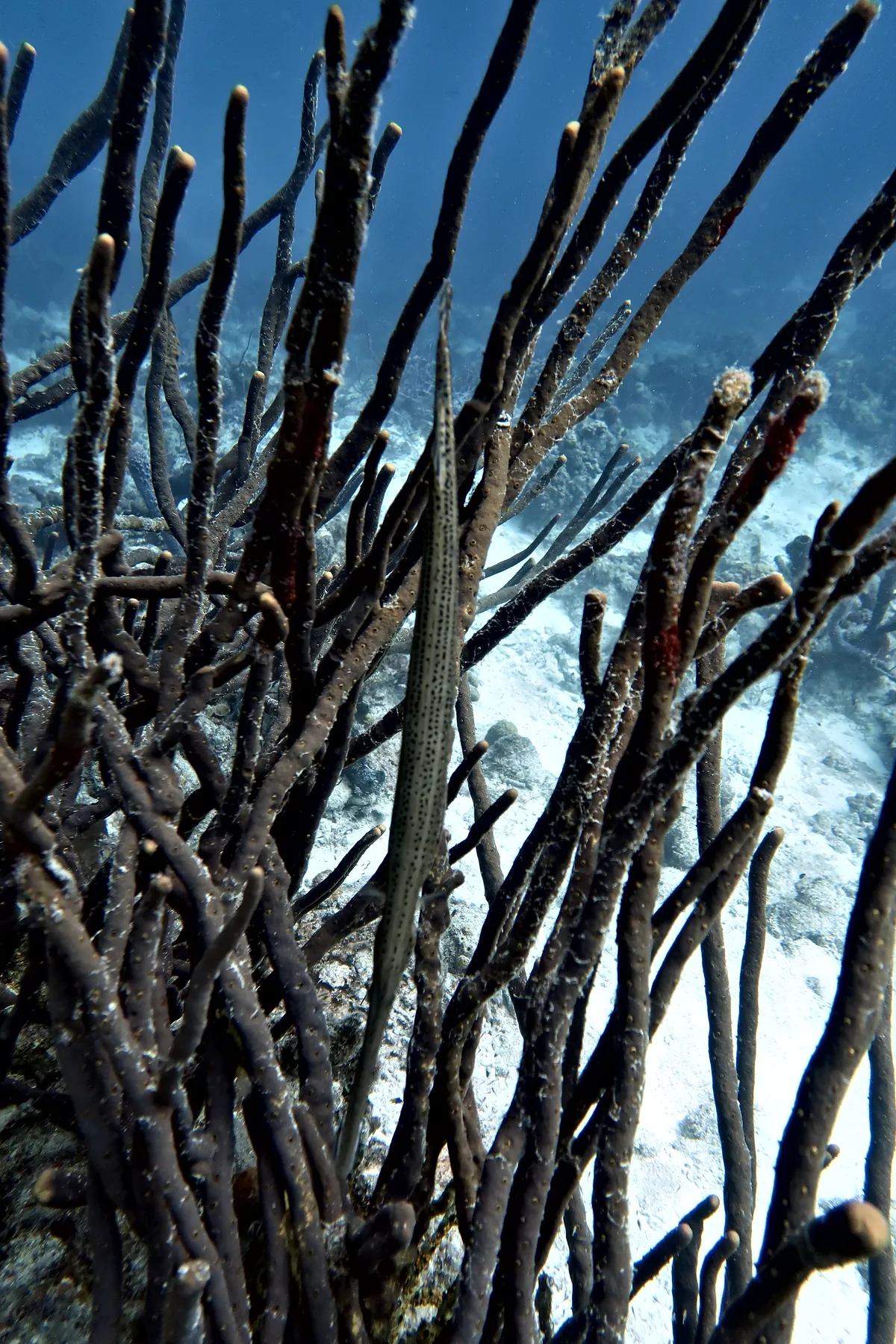 Trumpetfish