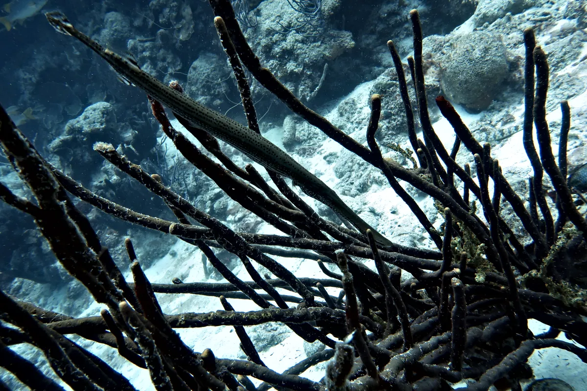 Trumpetfish