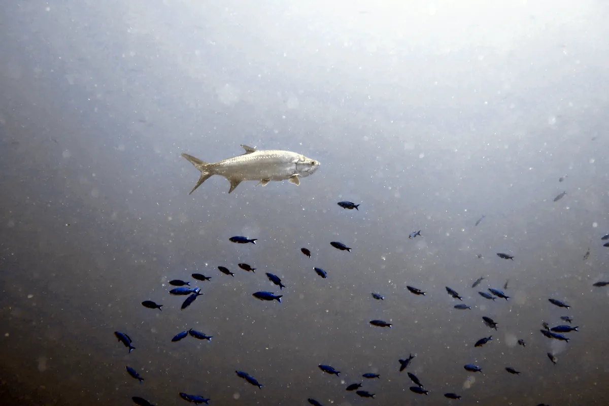 Tarpon