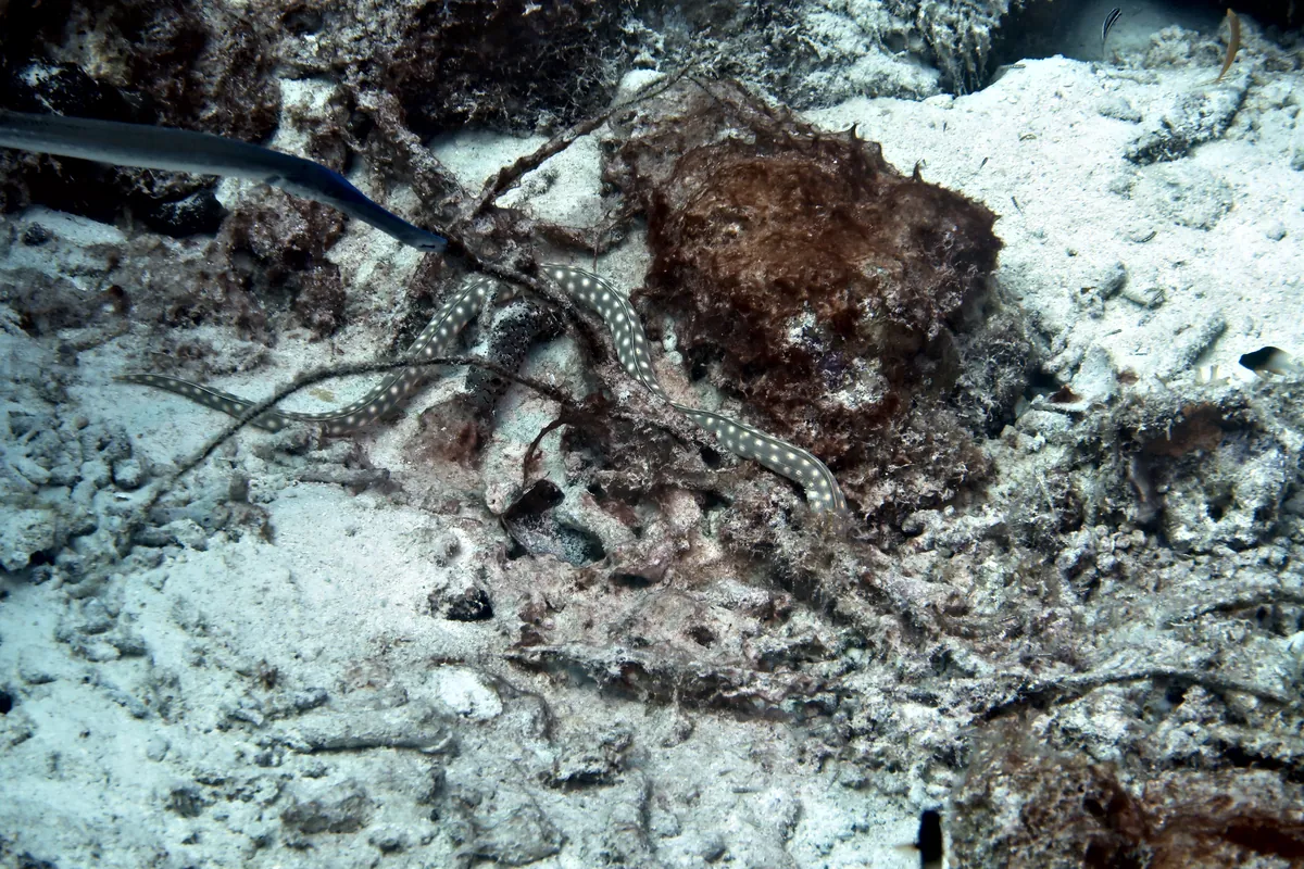 Sharptail Eel