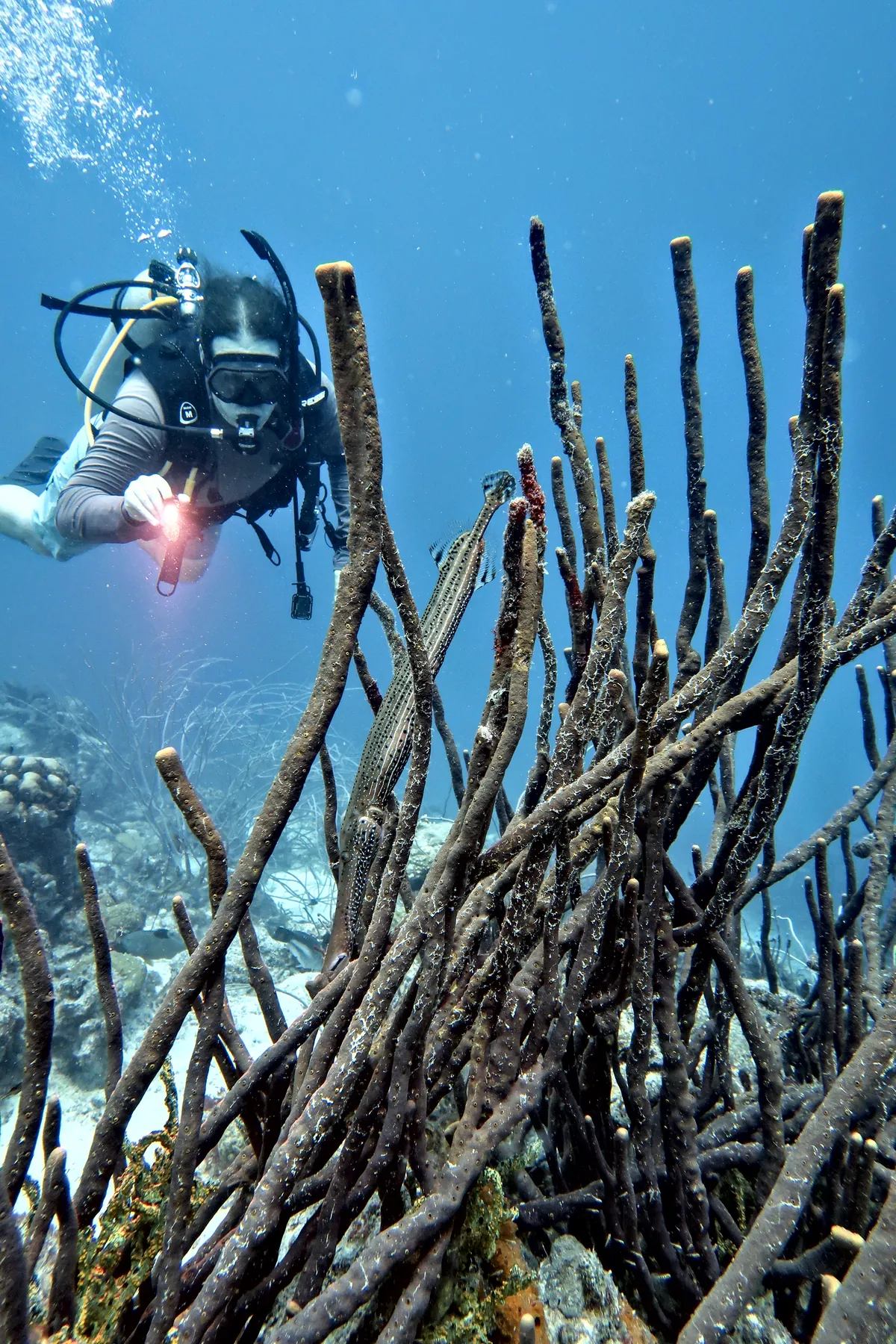 Trumpetfish
