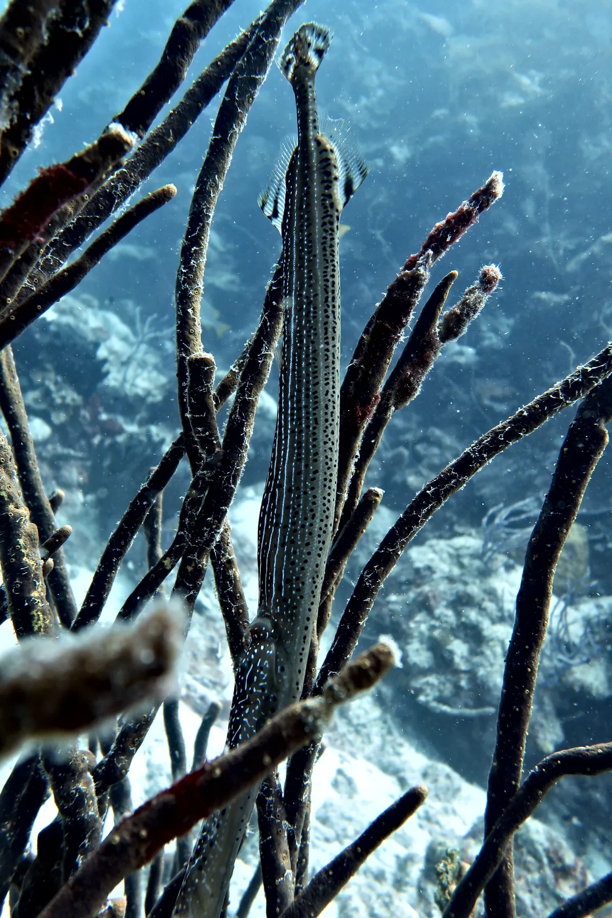 Trumpetfish