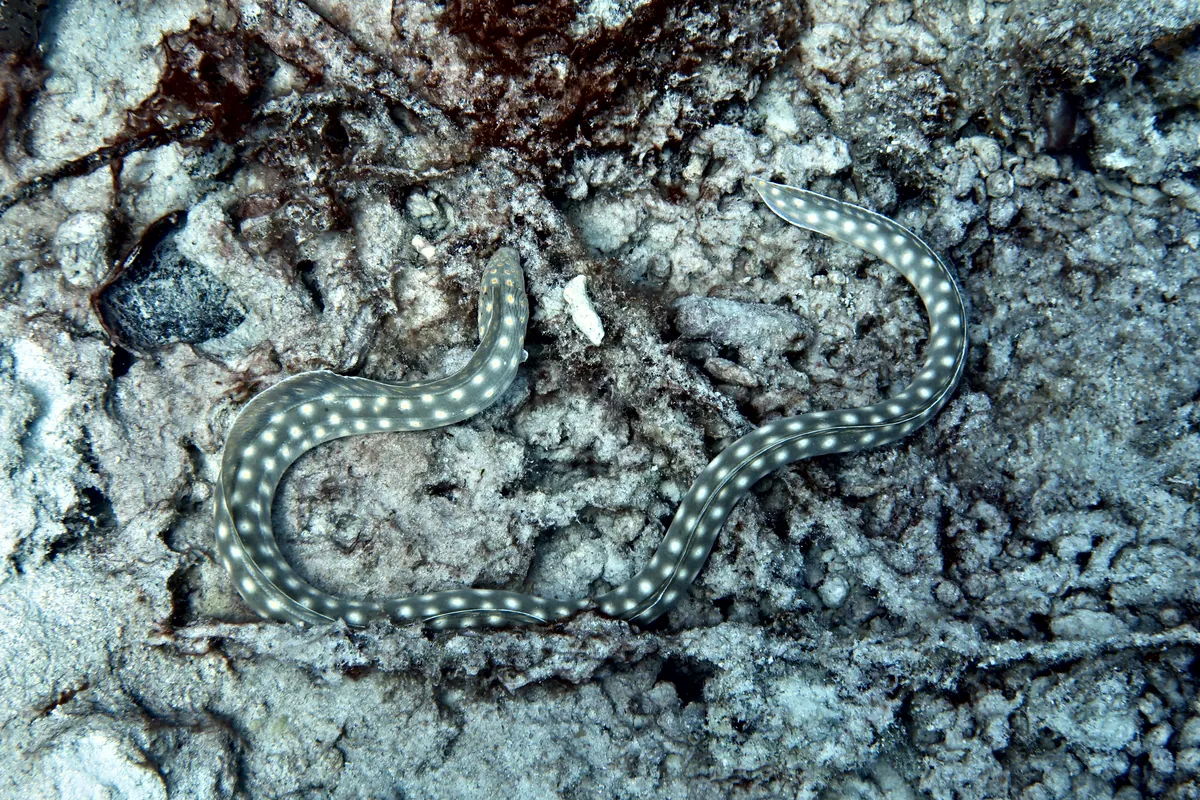 Sharptail Eel