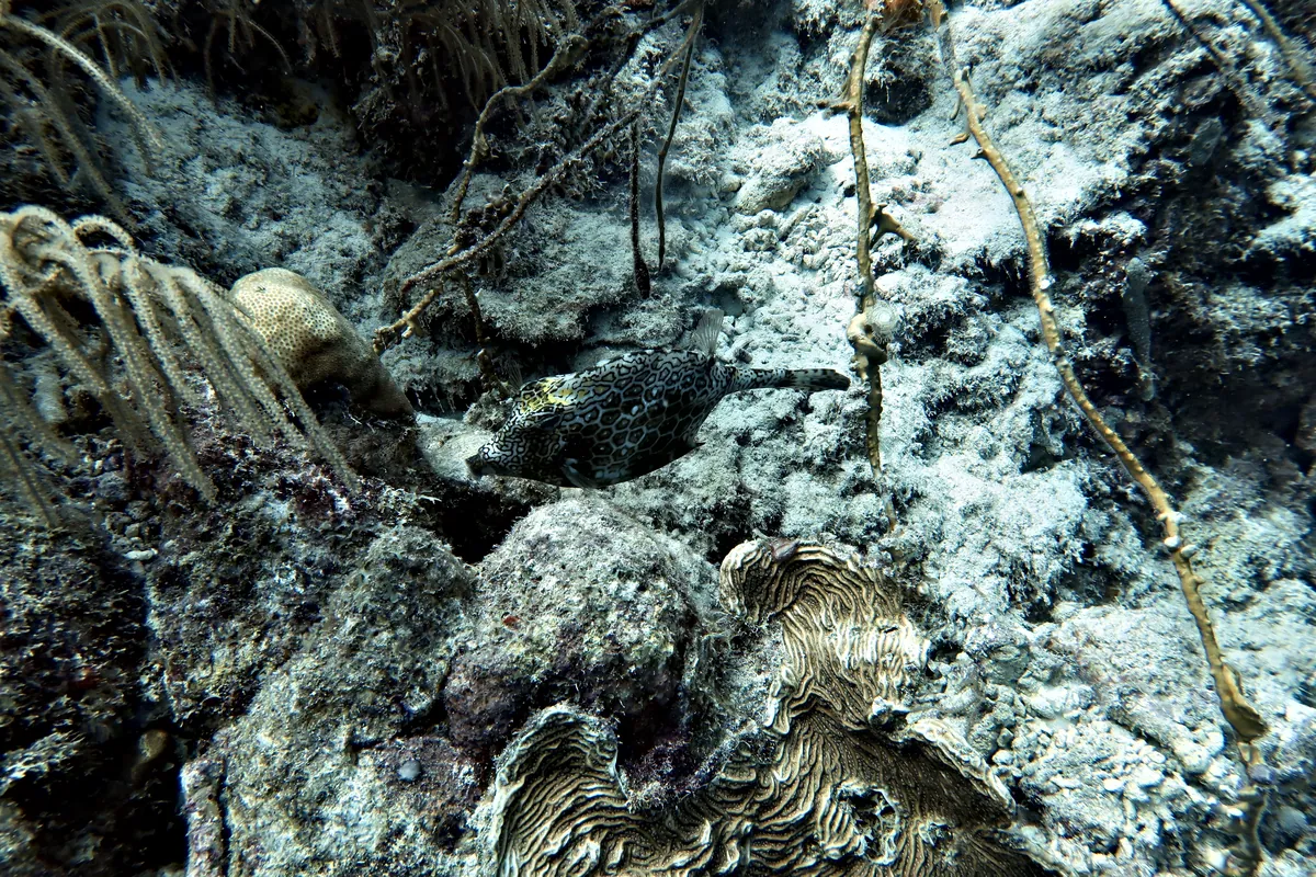 Honeycomb Cowfish
