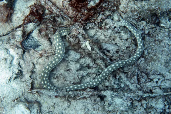Hue Shift