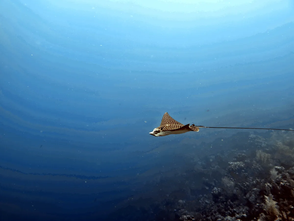 Spotted Eagle Ray