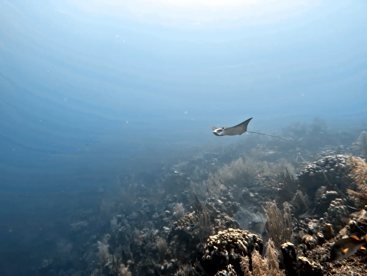 Spotted Eagle Ray