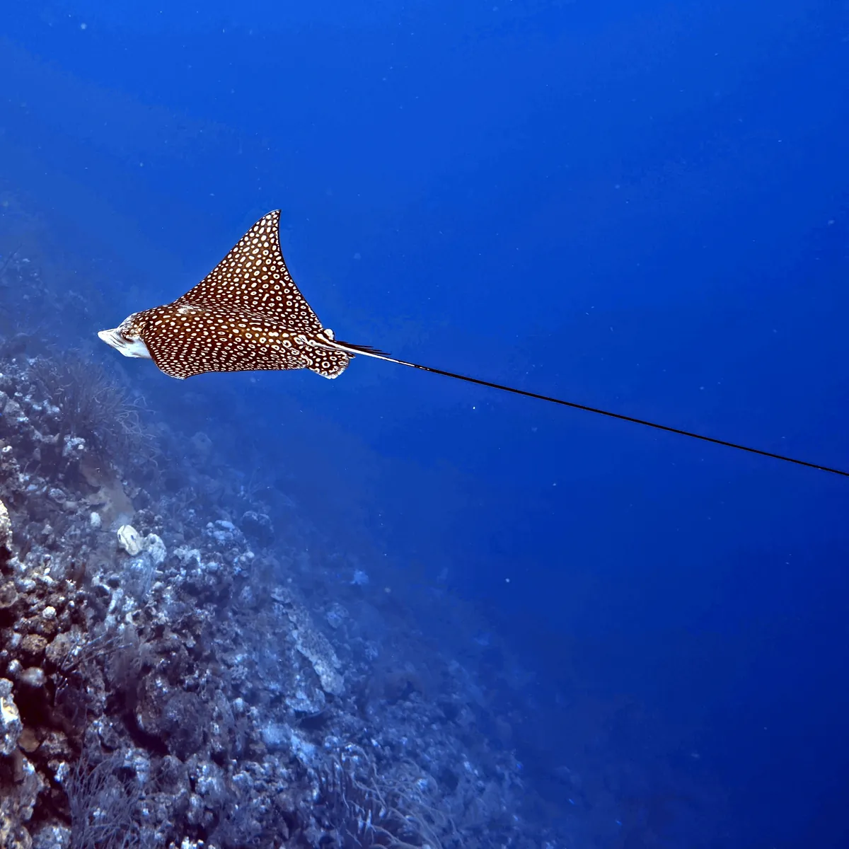 Spotted Eagle Ray