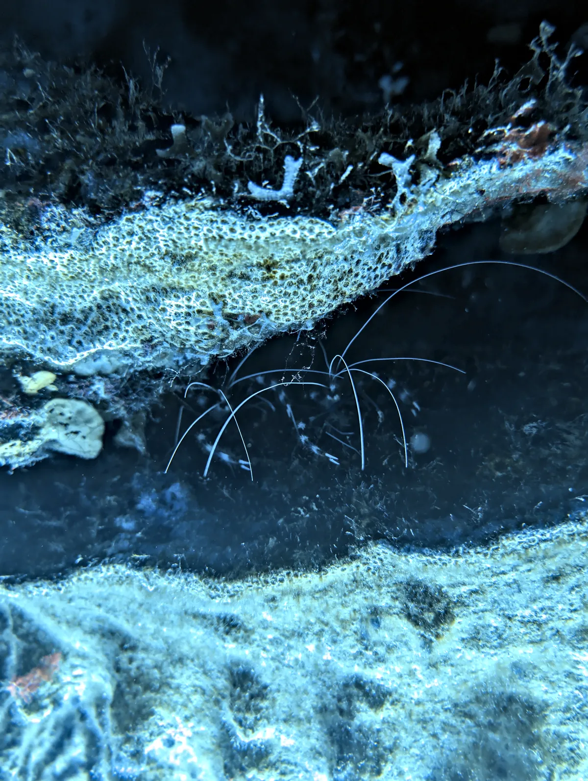 Banded Coral Shrimp