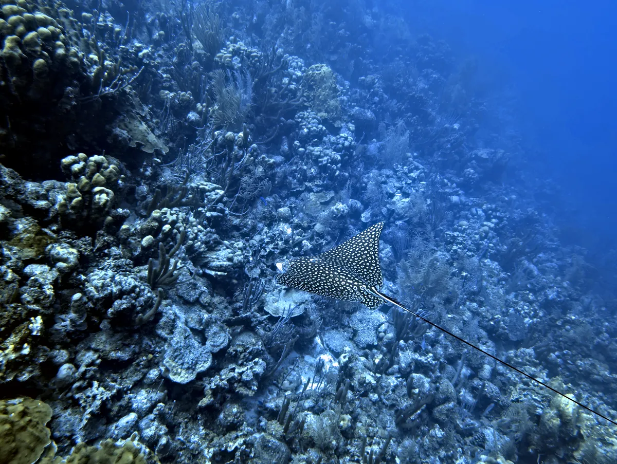 Spotted Eagle Ray