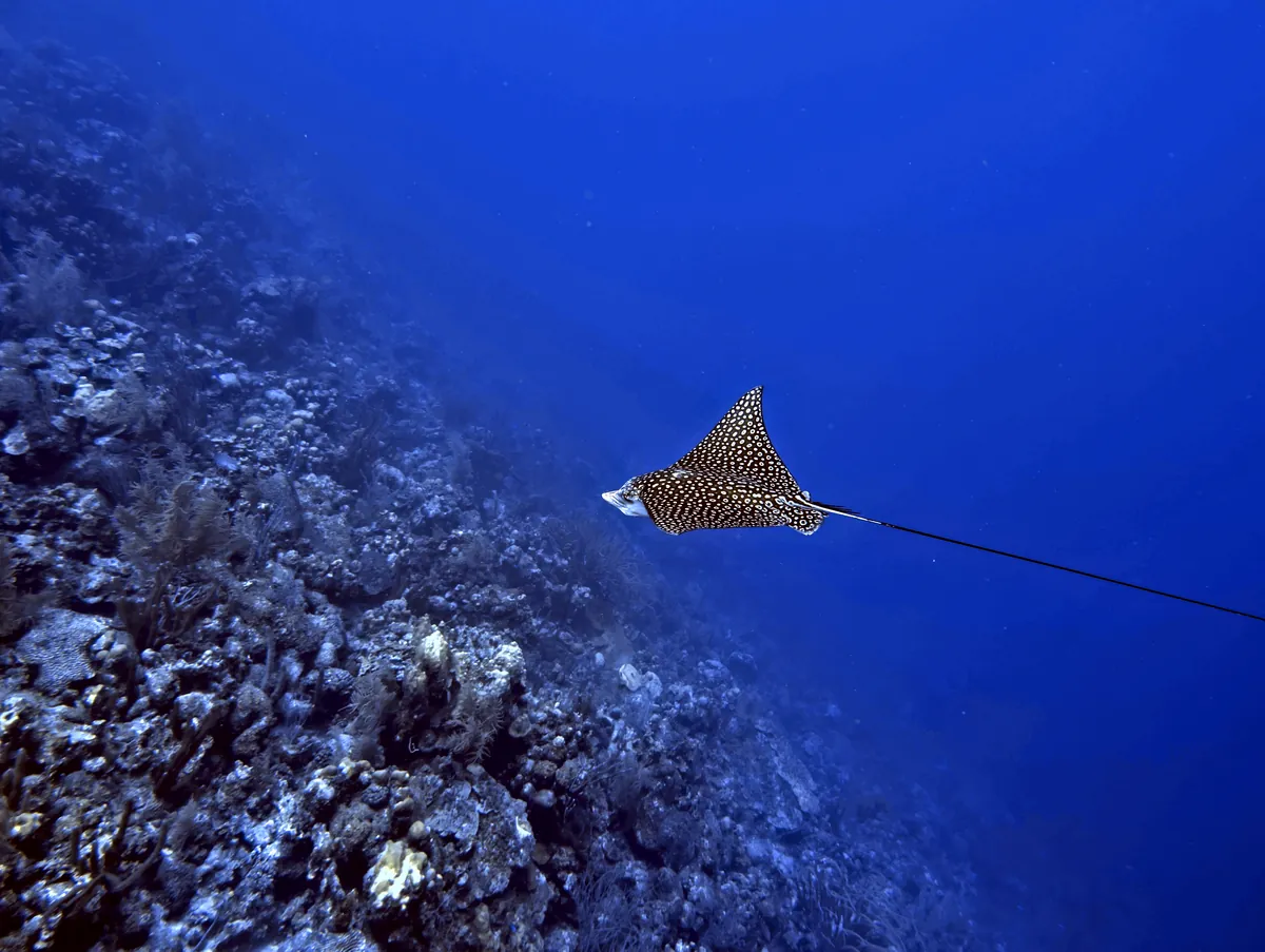 Spotted Eagle Ray