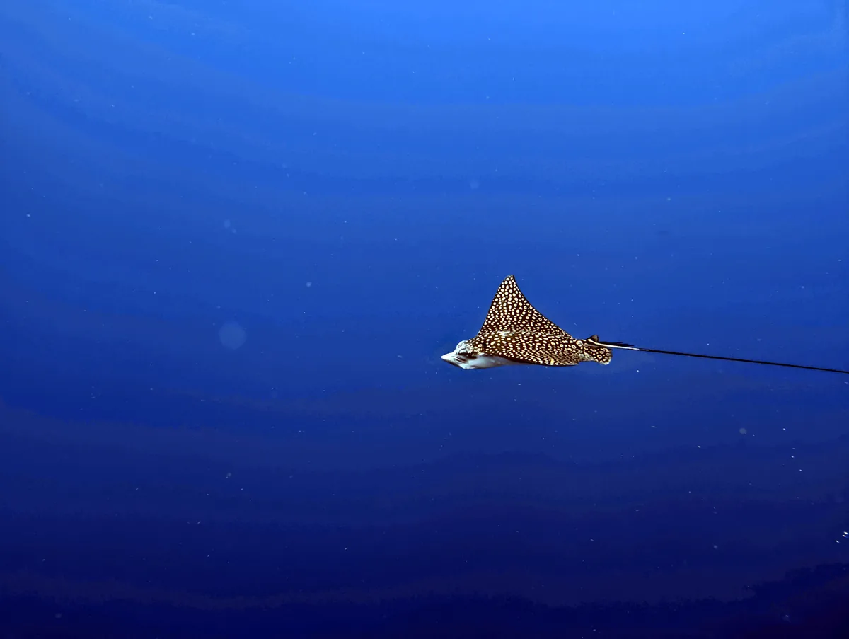 Spotted Eagle Ray