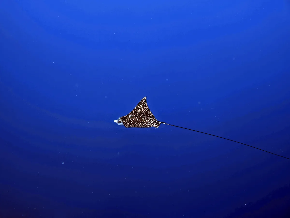 Spotted Eagle Ray