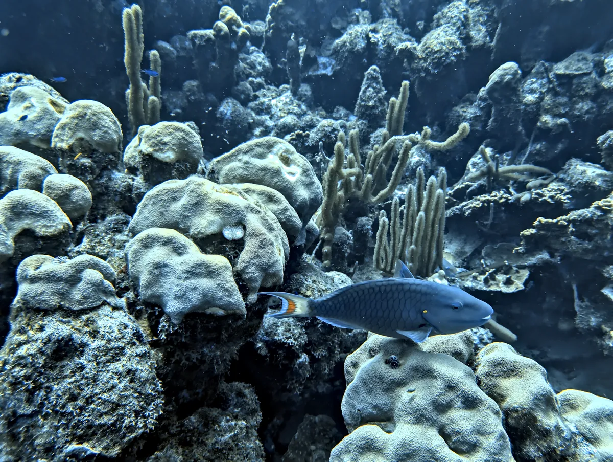 Stoplight Parrotfish