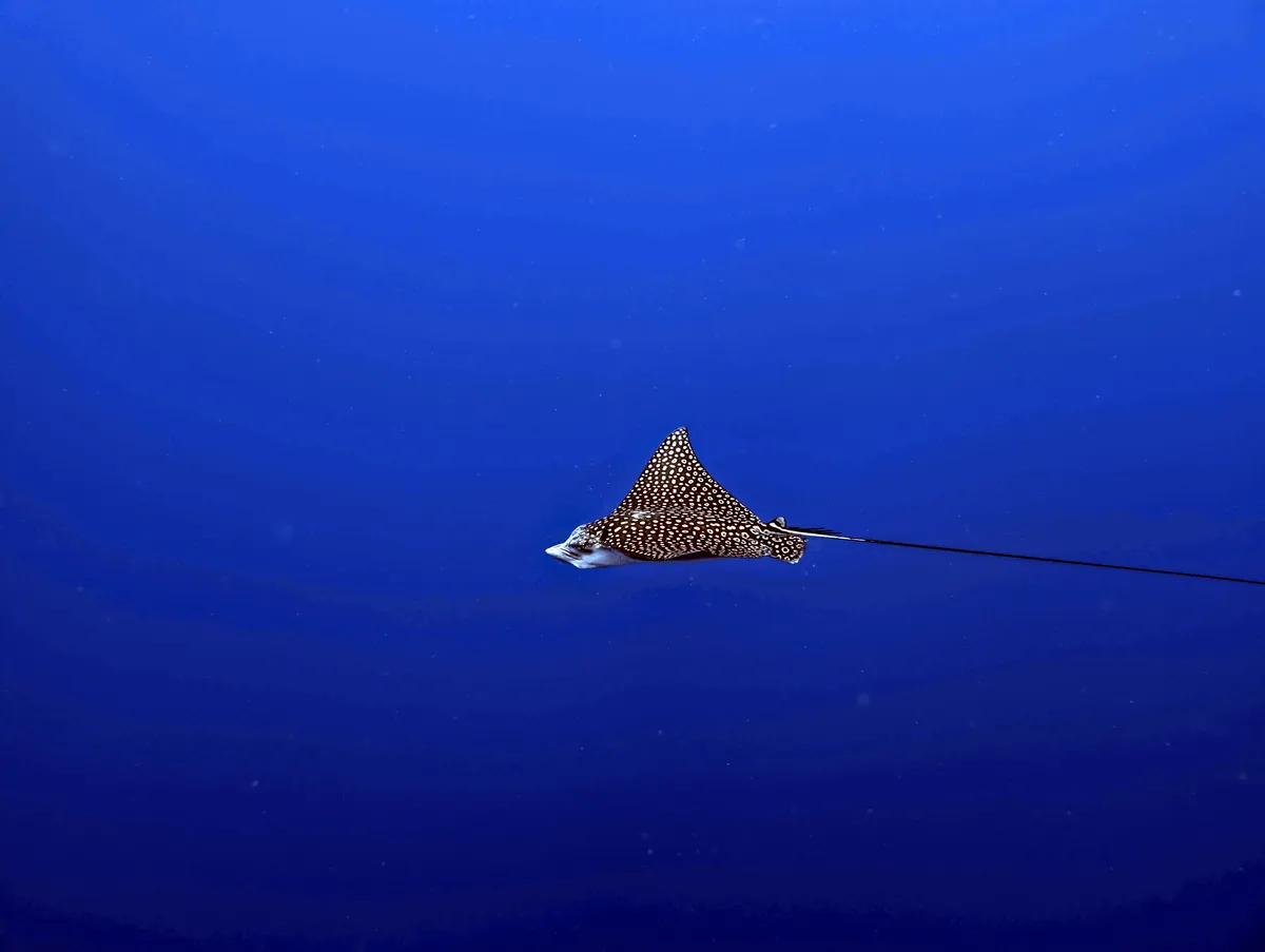 Spotted Eagle Ray