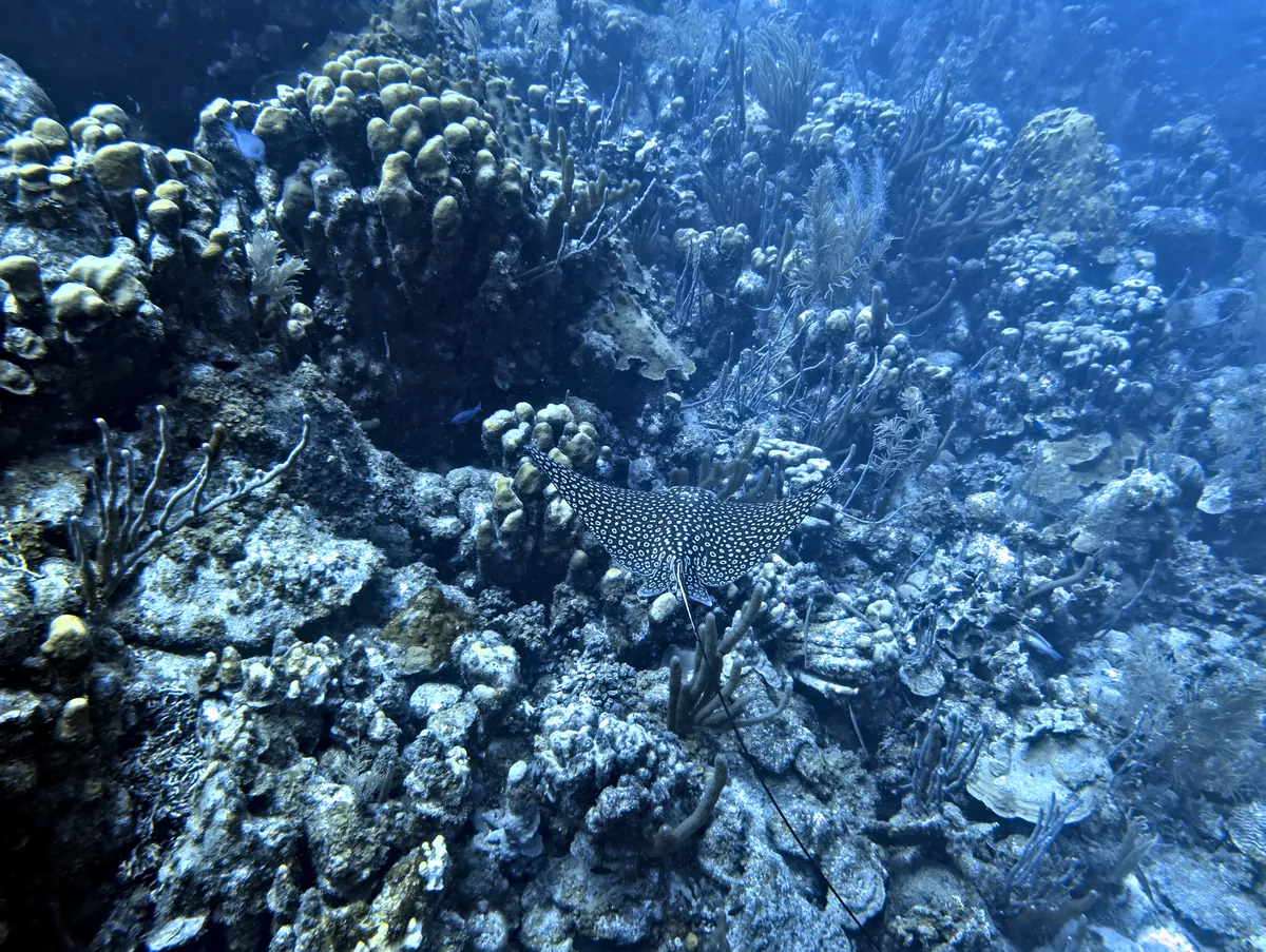 Spotted Eagle Ray