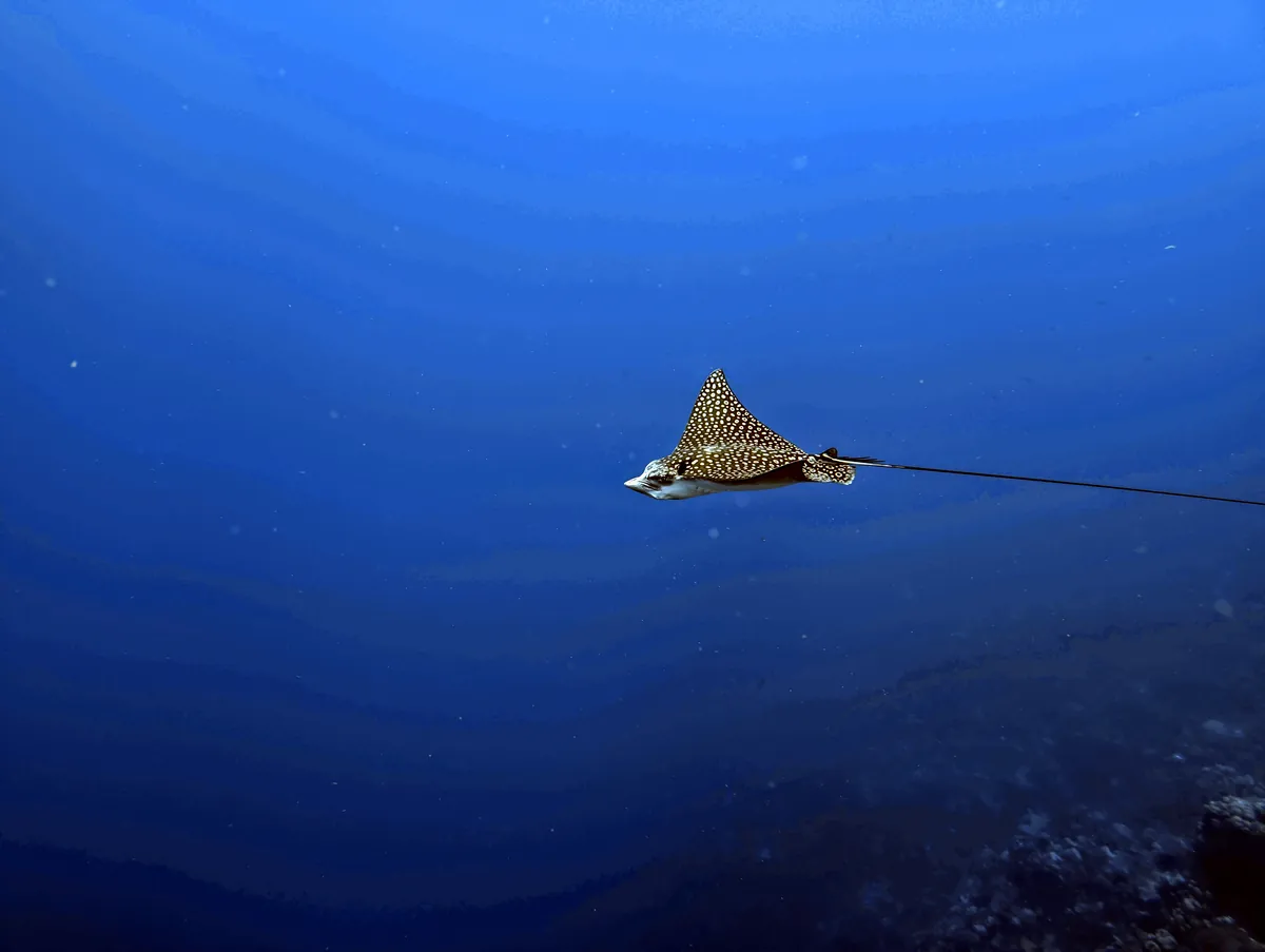Spotted Eagle Ray