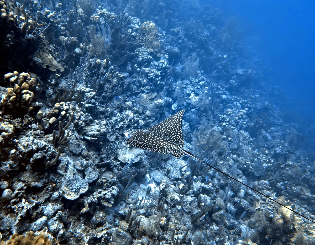 Spotted Eagle Ray