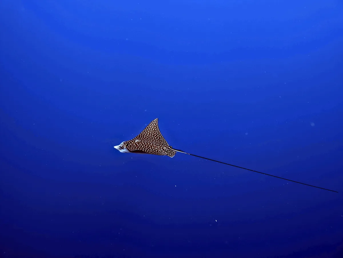 Spotted Eagle Ray