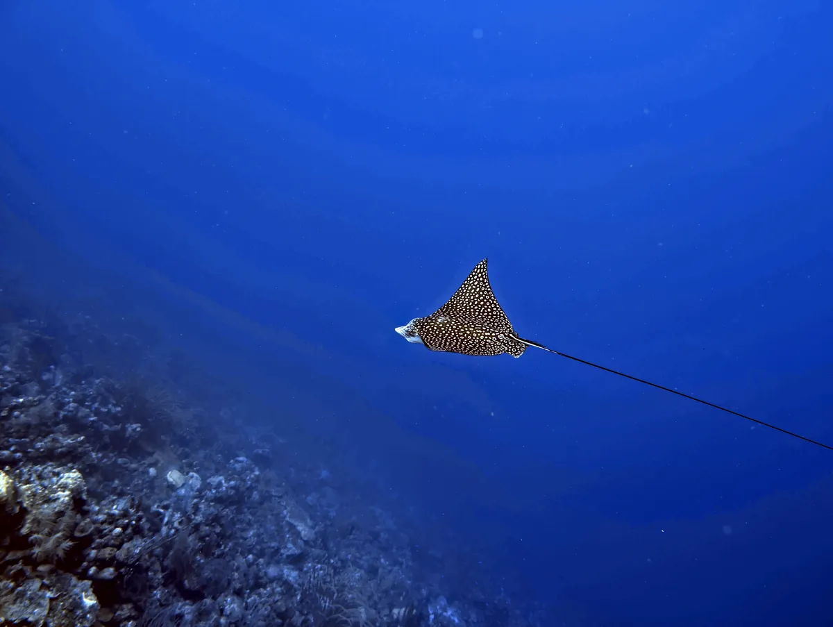 Spotted Eagle Ray