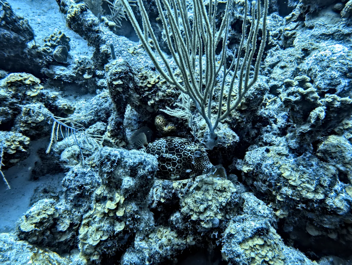 Honeycomb Cowfish