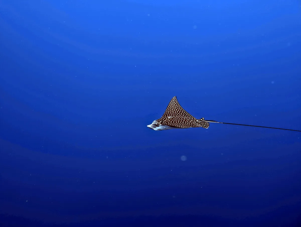 Spotted Eagle Ray
