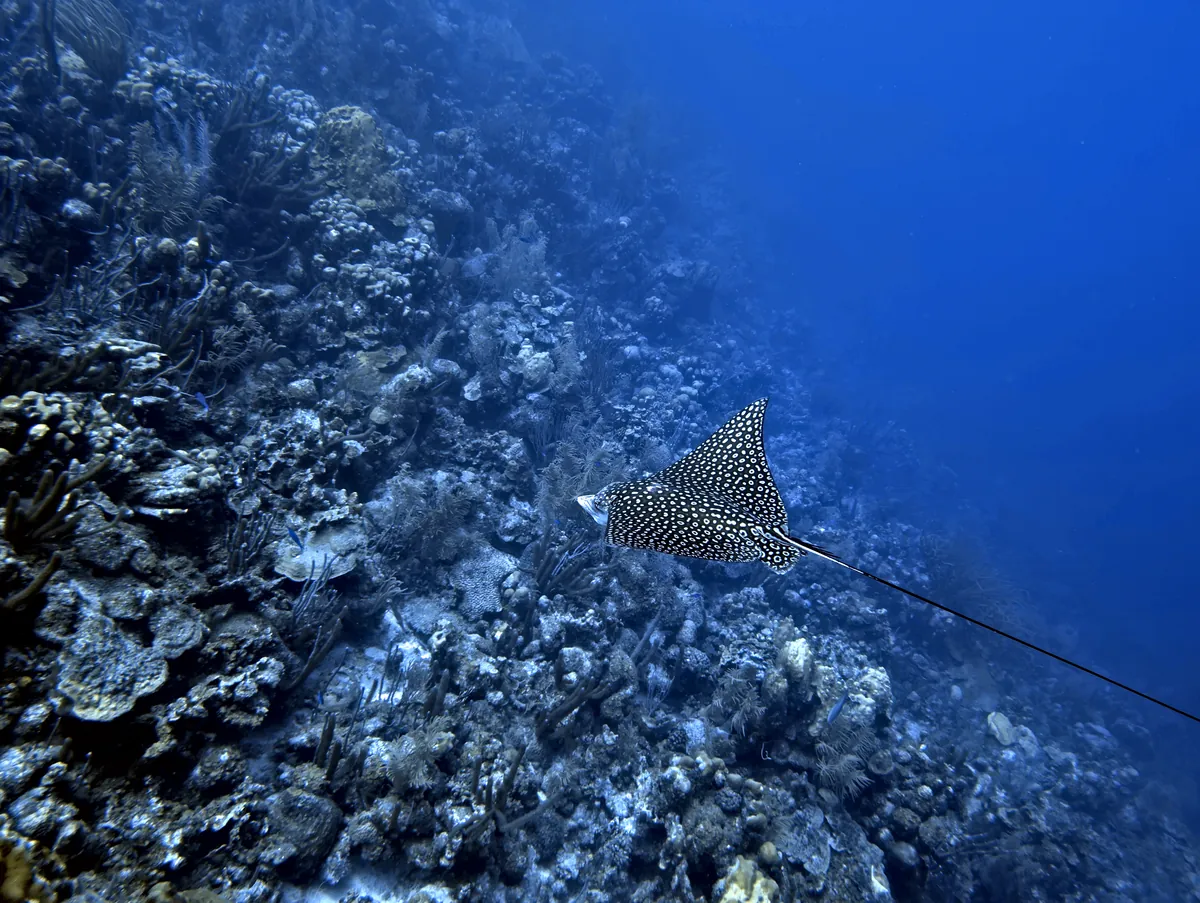 Spotted Eagle Ray