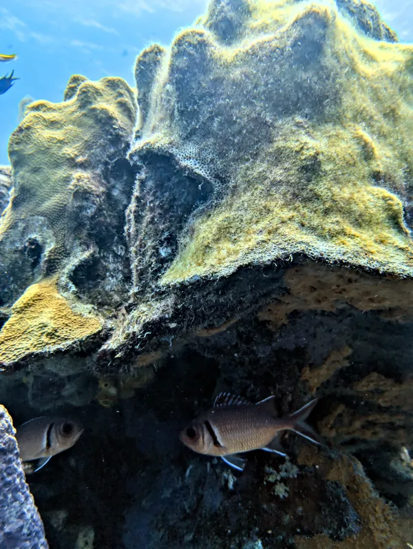 Blackbar Soldierfish